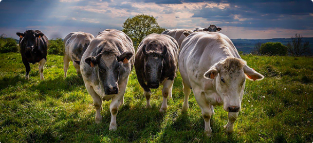 Свободный выпас стада