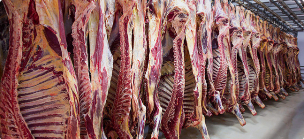 Свободный выпас стада